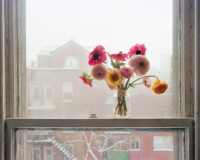 JJ-Levine_Anemones-in-Winter_4096px-sRGB thumbnail