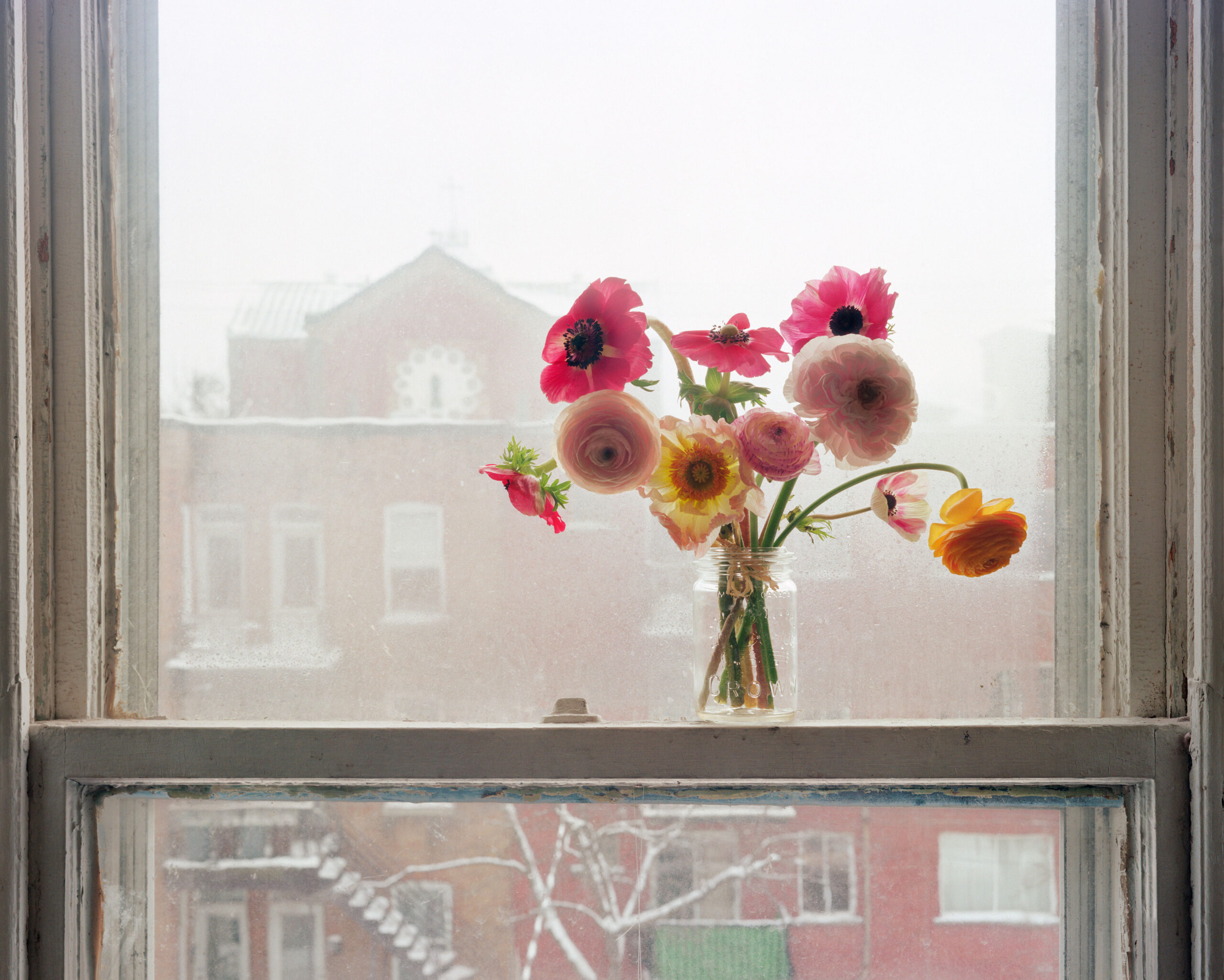 JJ-Levine_Anemones-in-Winter_4096px-sRGB